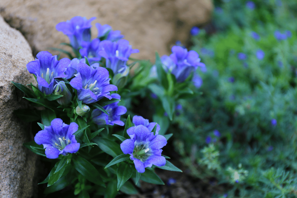 Gentian