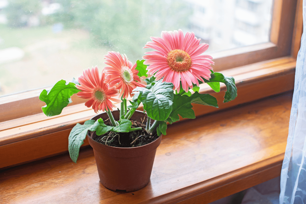 Gerbera