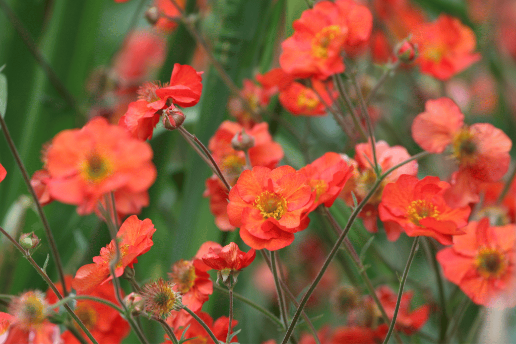 Geum