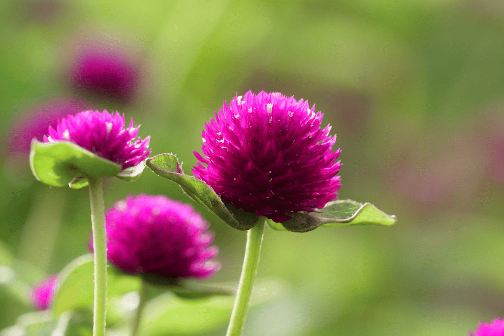 Globe Amaranth