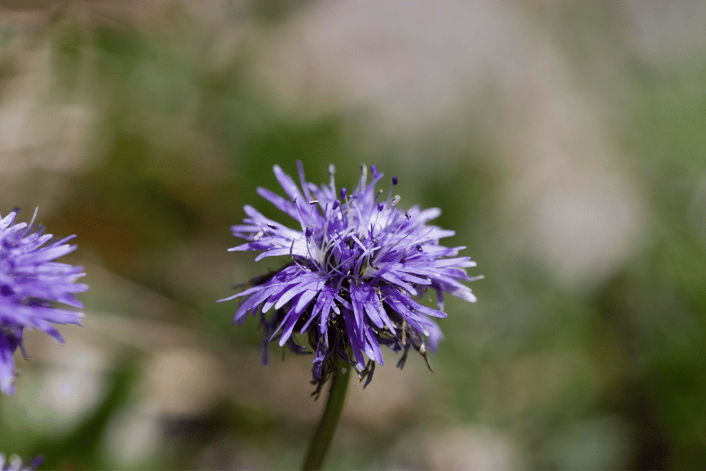 Globe Daisy