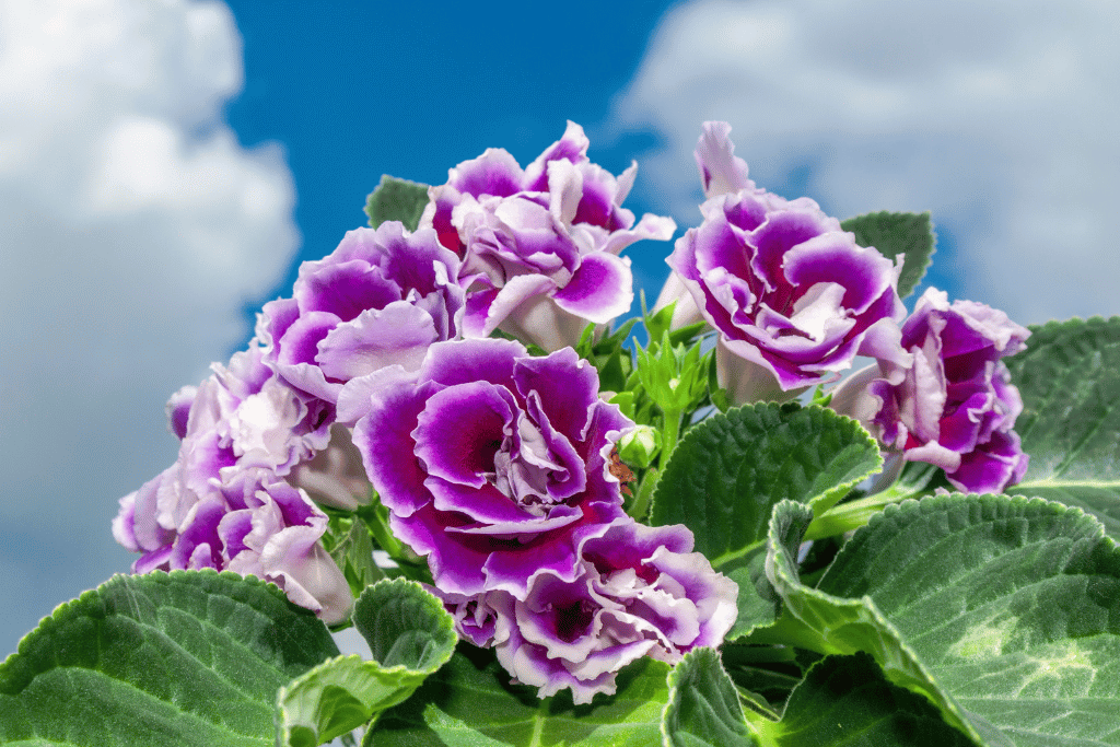 Gloxinia