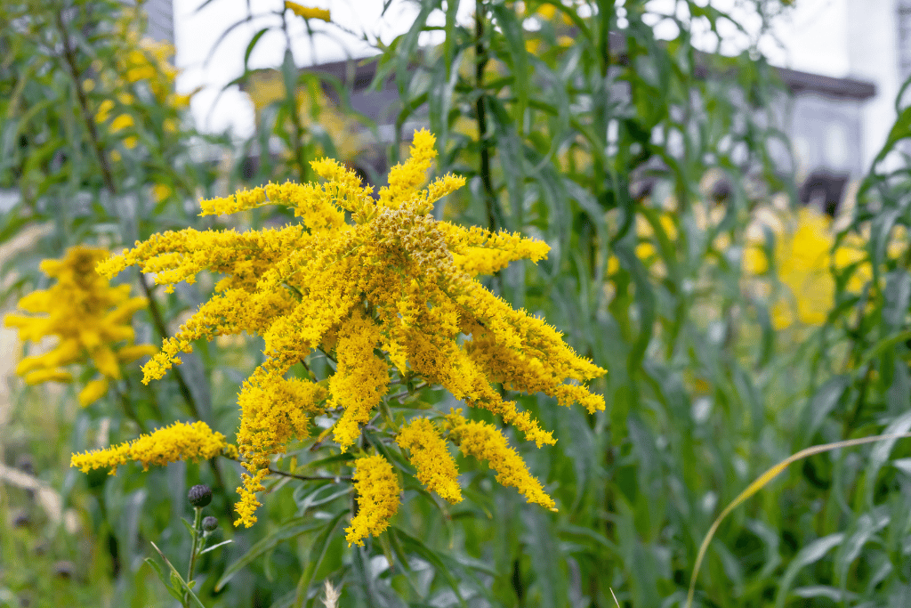 Goldenrod