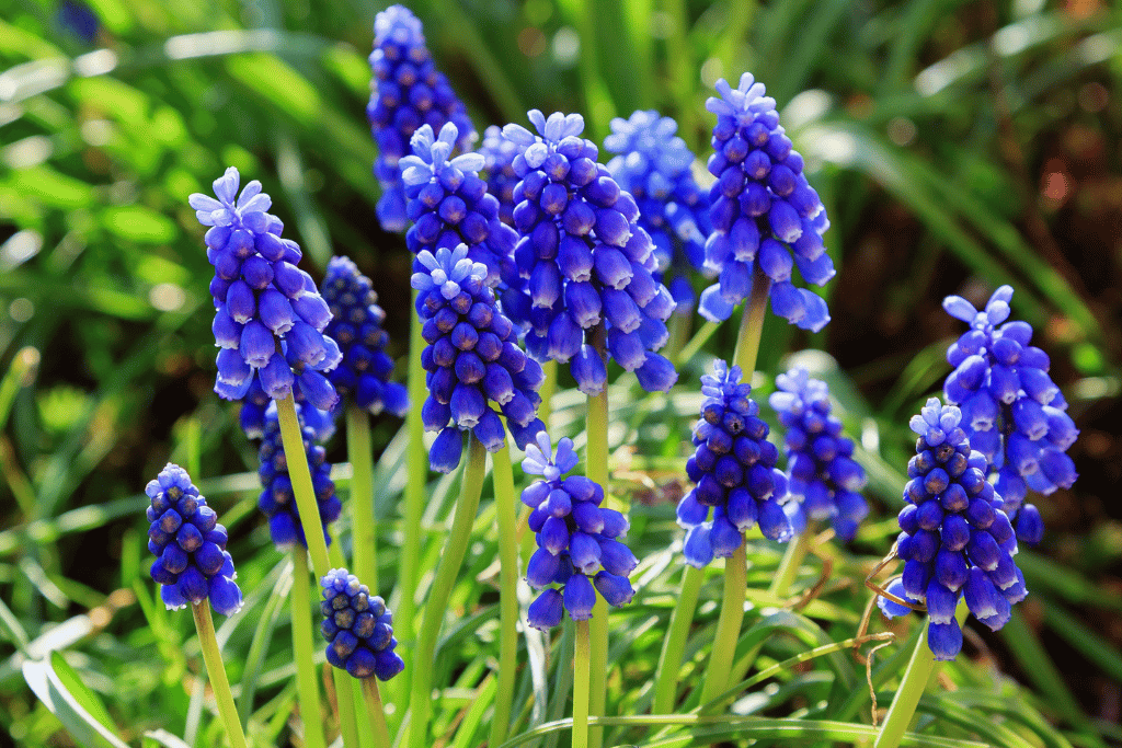 Grape Hyacinth