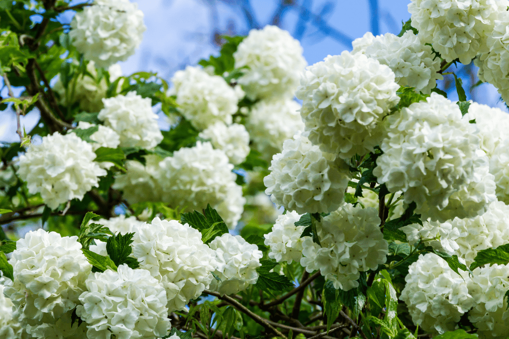 Guelder Rose