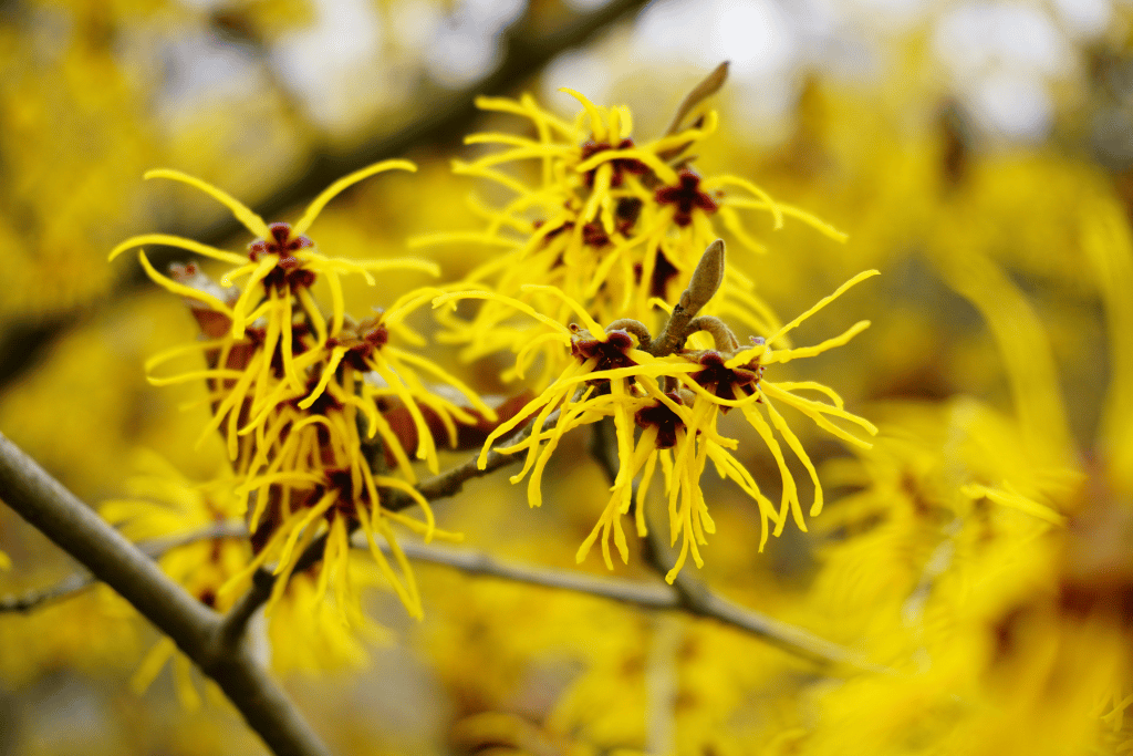 Hamamelis