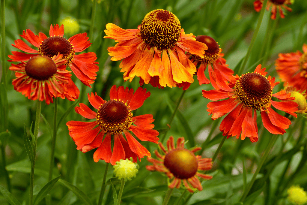 Helenium