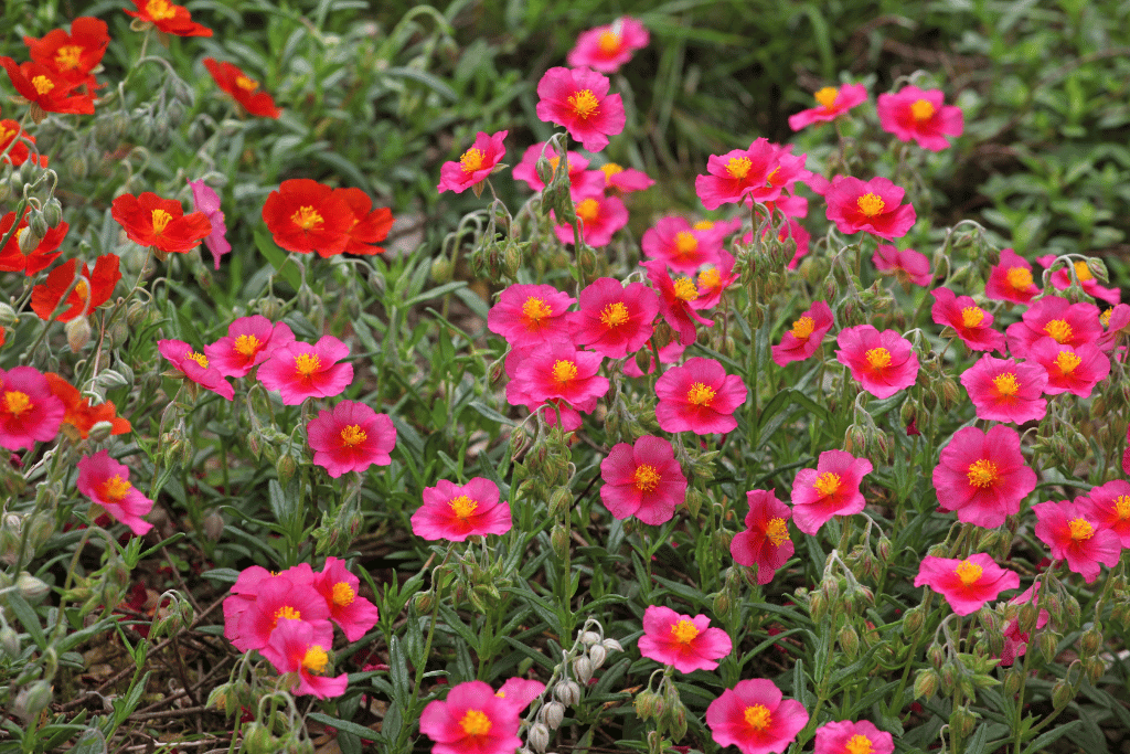 Helianthemum