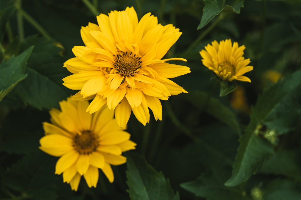 Heliopsis