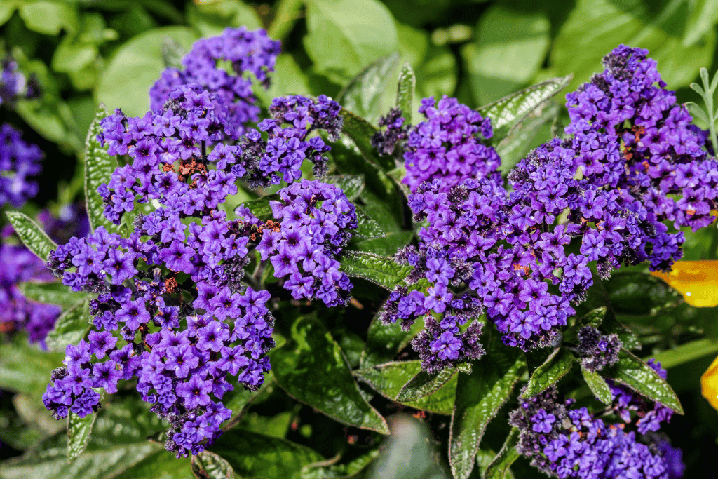 Heliotrope