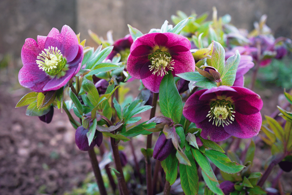 Hellebore