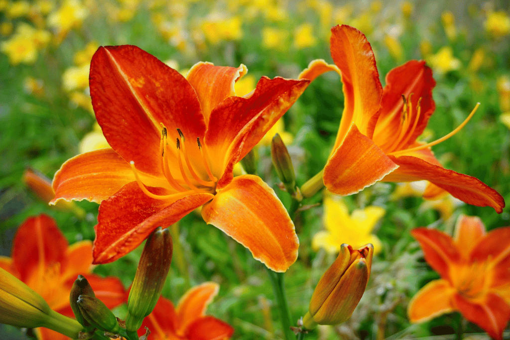 Hemerocallis 