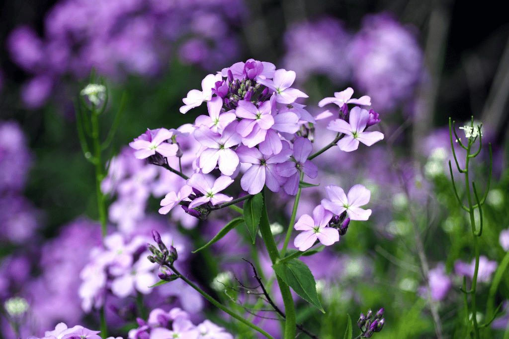 Hesperis