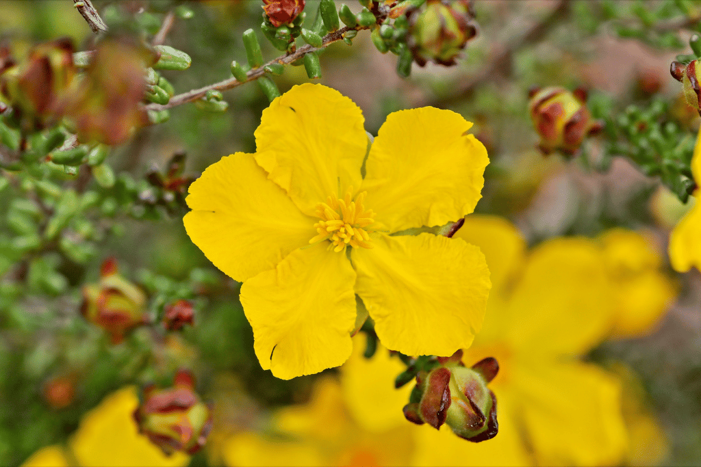 Hibbertia