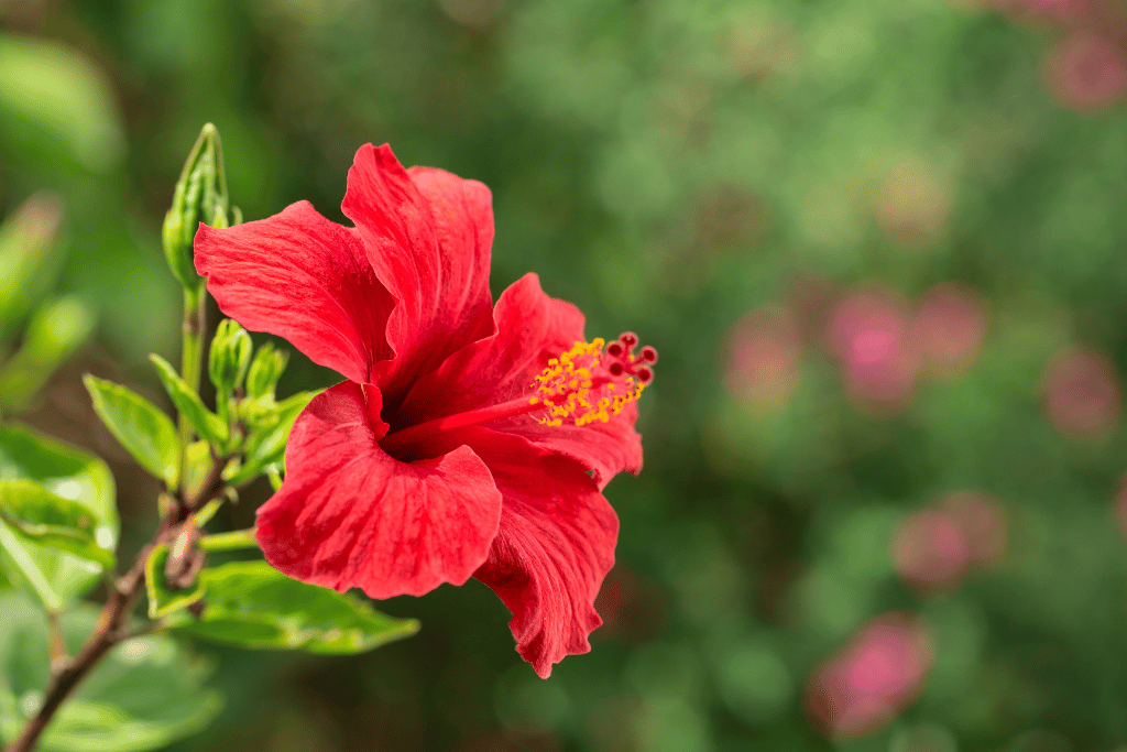 Hibiscus