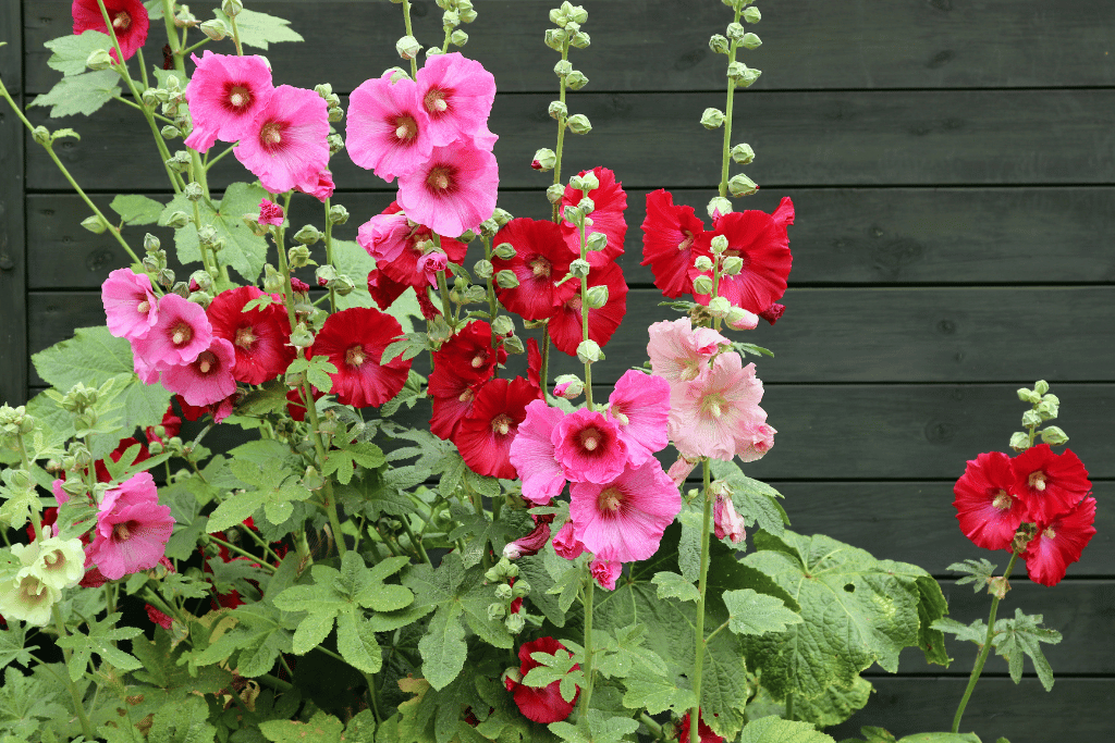 Hollyhock