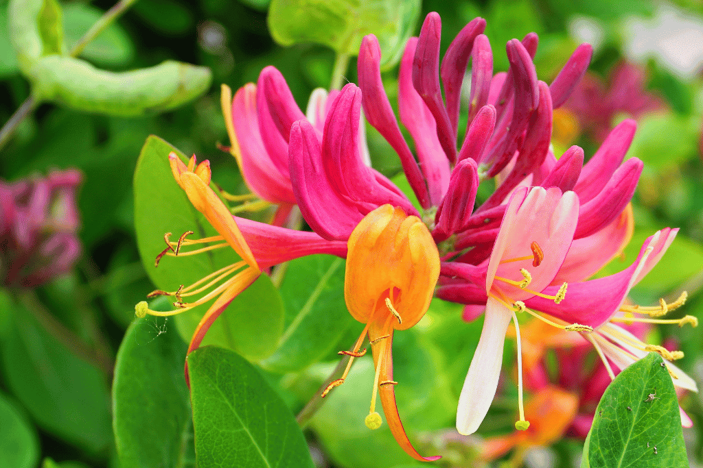 Honeysuckle