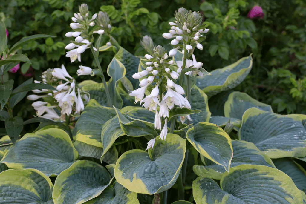 Hosta