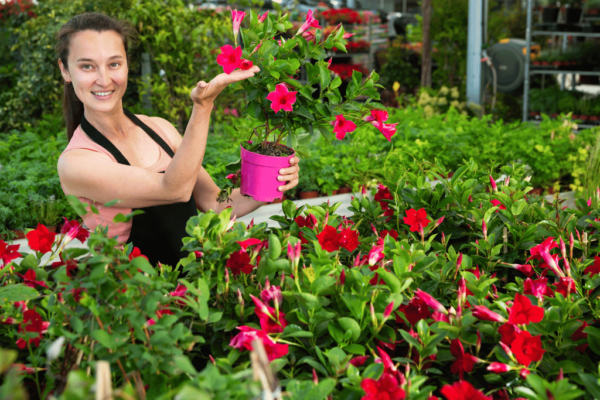 Rio Dipladenia: A Complete Guide to Growing and Caring