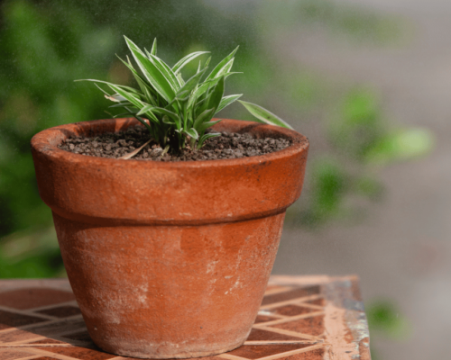 how to grow a spider plant