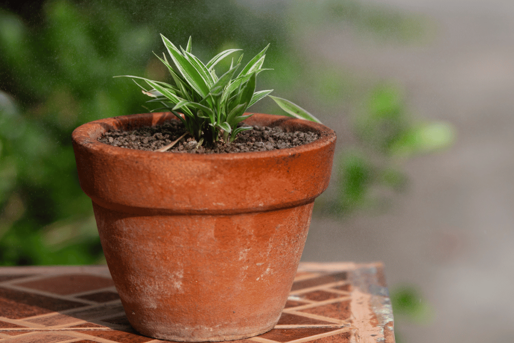 how to grow a spider plant