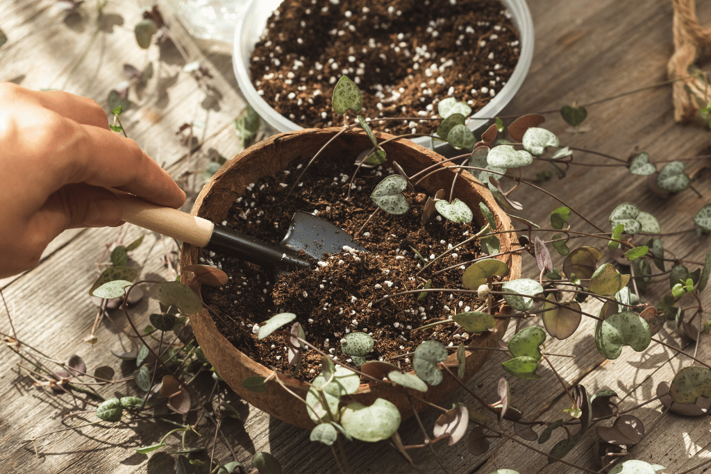 How to Propagate String of Hearts By Looping Soil