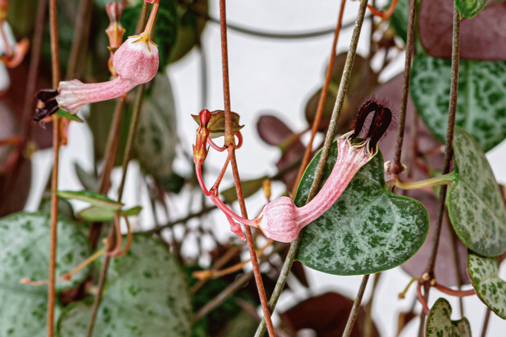 How to Propagate String of Hearts from Seed