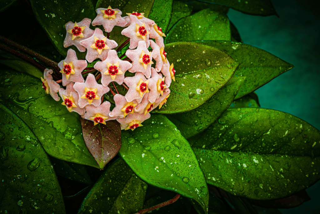 Hoya