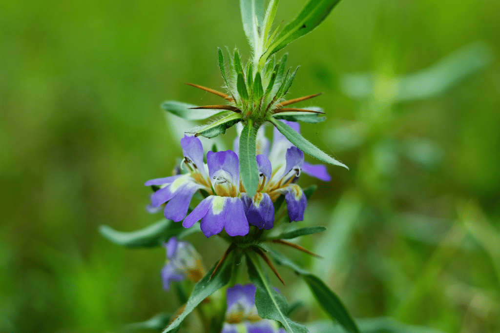 Hygrophila