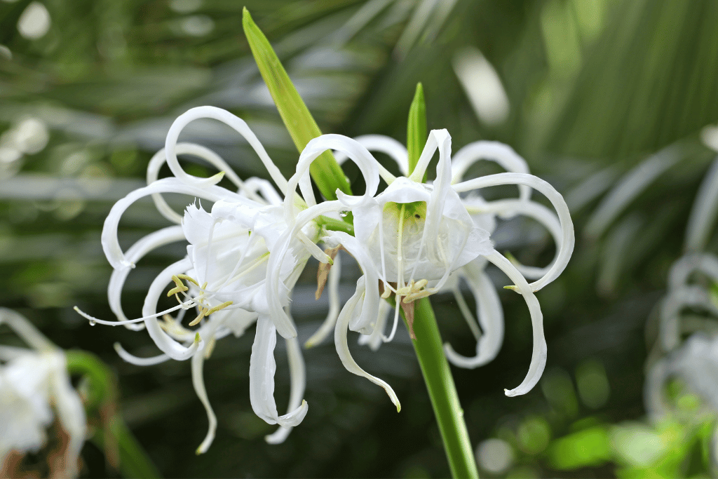 Hymenocallis