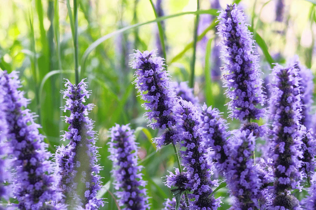 Hyssop