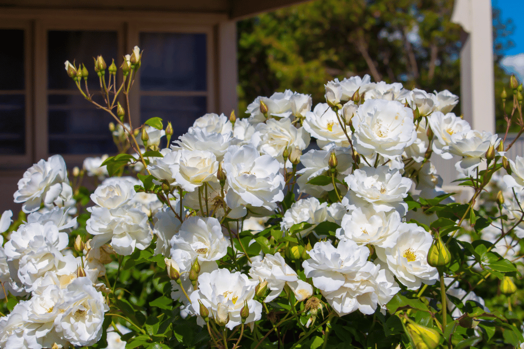 Iceberg Rose