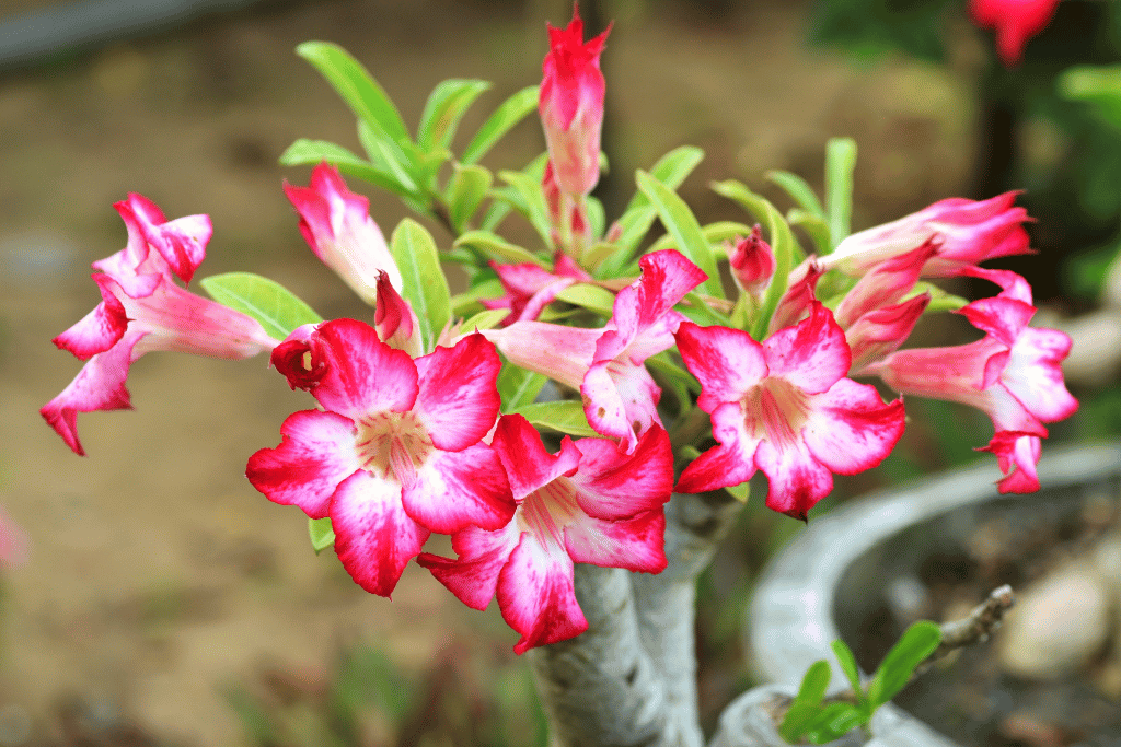 Impala Lily