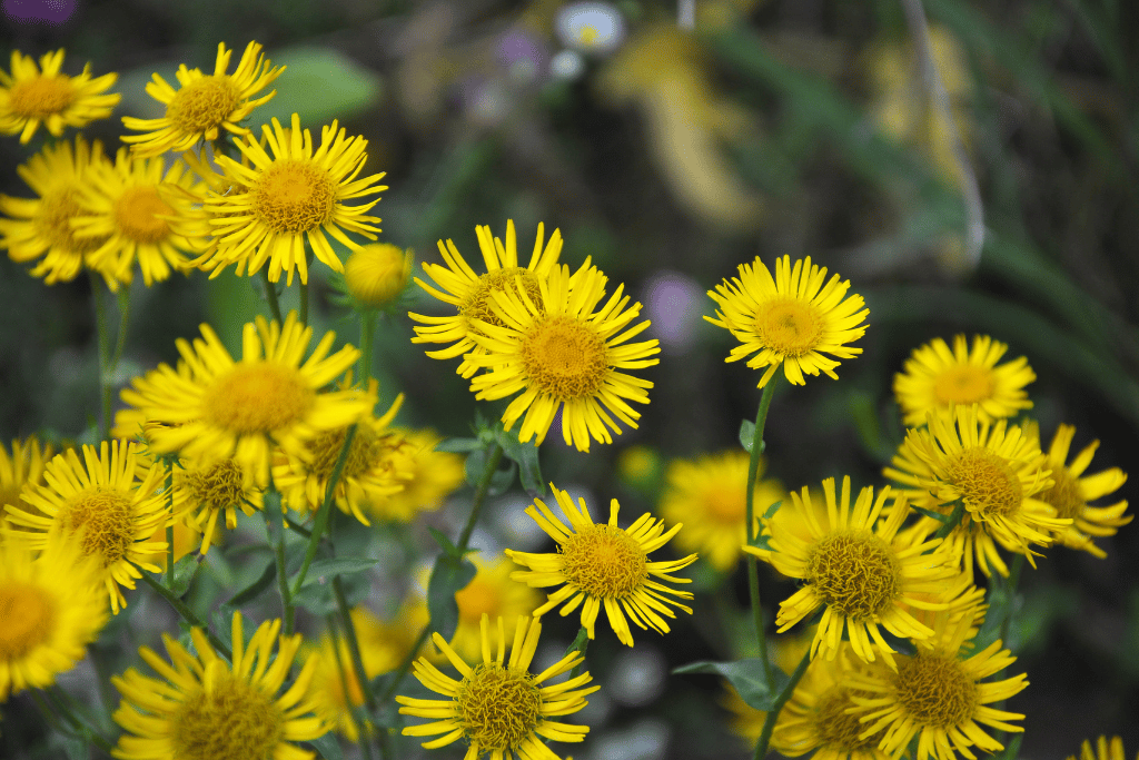 Inula