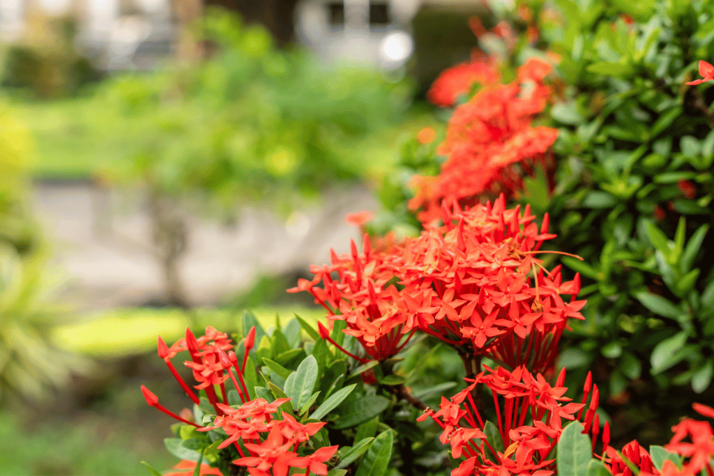 Ixora