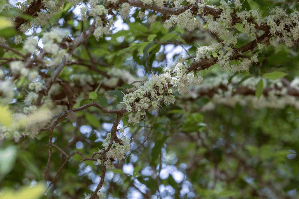 Jaboticaba