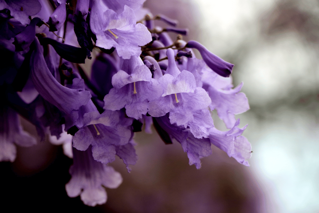 Jacaranda