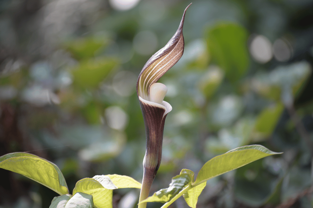 Jack-in-the-Pulpit