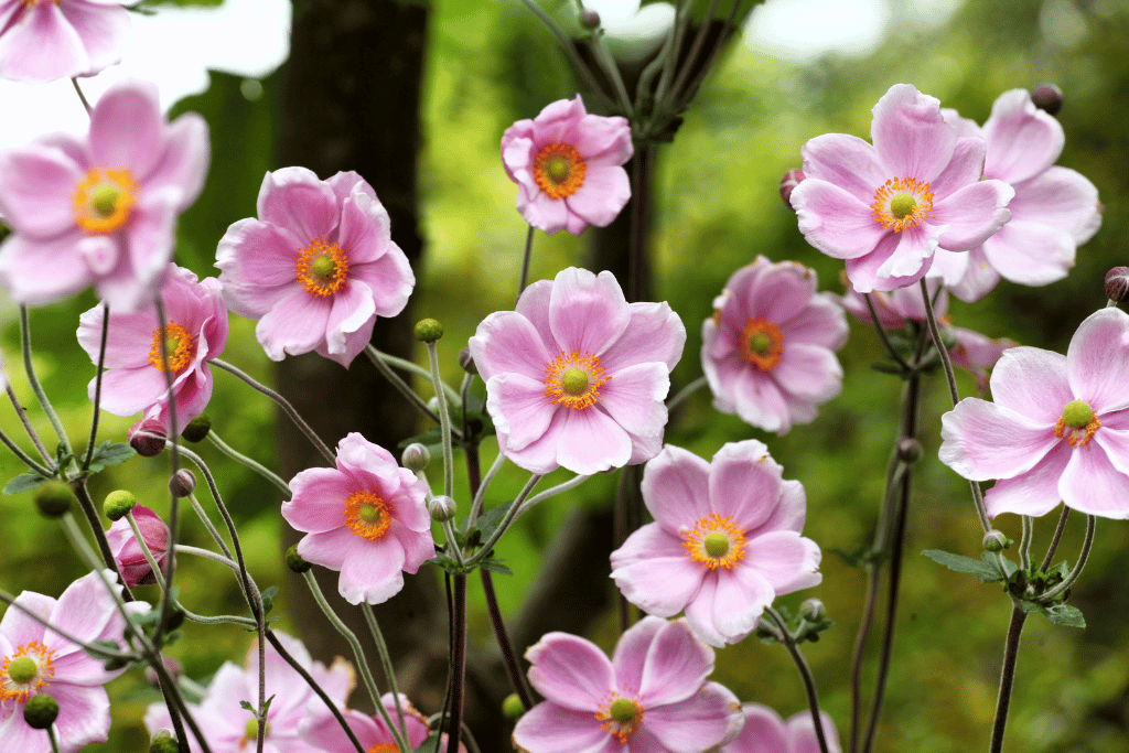 Japanese Anemone