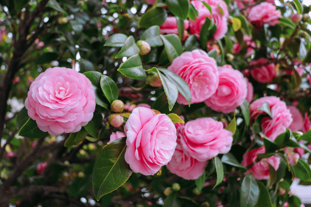 Japanese Camellia