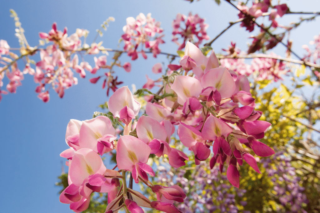 Japanese Wisteria