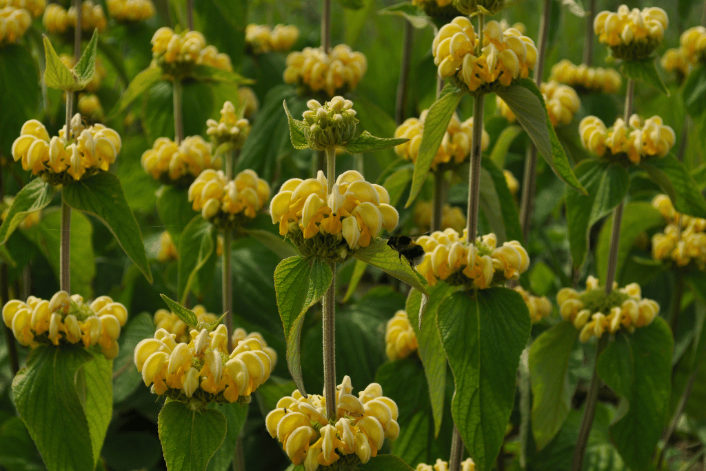 Jerusalem Sage