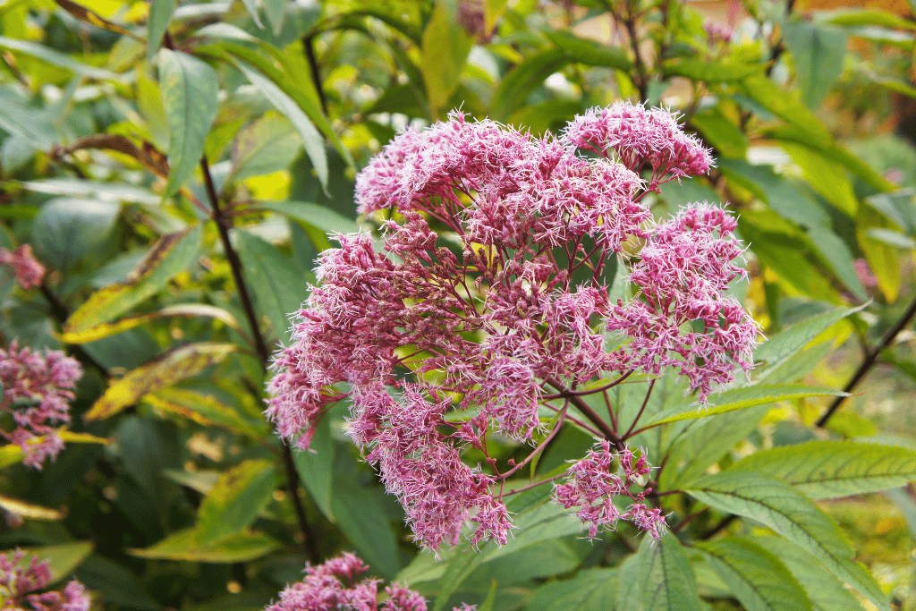 Joe Pye Weed