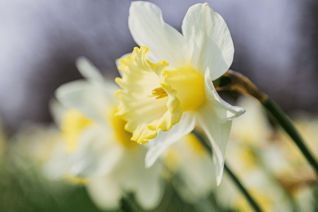 Jonquil