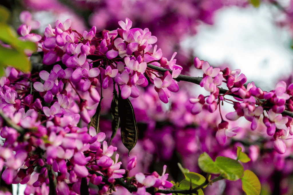 Judas Tree