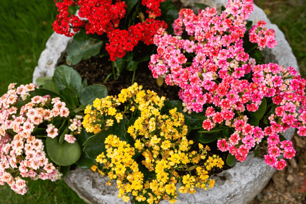 Kalanchoe