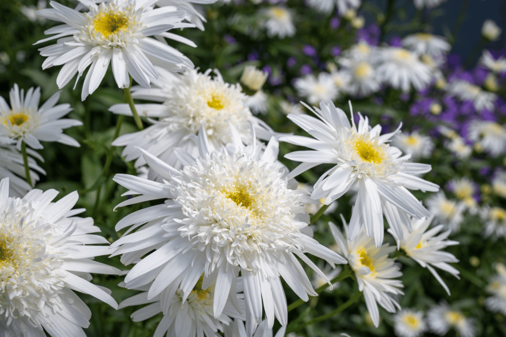 Kaleidoscope Daisy 