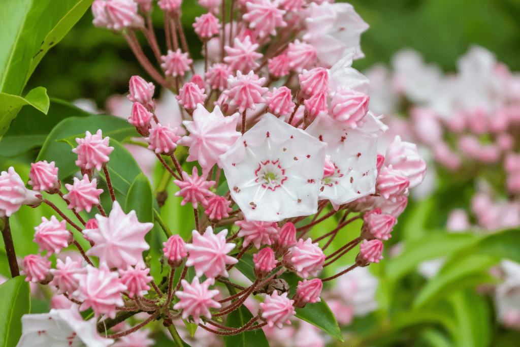 Kalmia