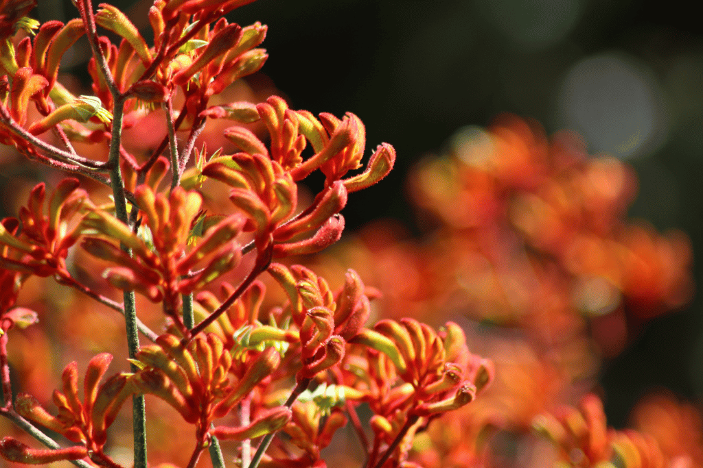 Kangaroo Paw