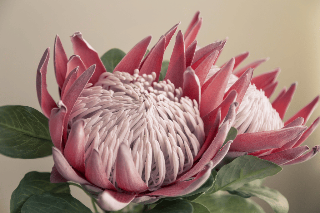 King Protea